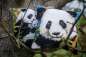Preview: Vervaco-Kreuzstichkissen-Panda-PN-0153875
