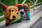 Preview: Vervaco-Kreuzstichkissen-Hund-PN-0158268