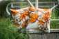 Preview: Vervaco-Kreuzstichkissen-Herbst-PN-0166239