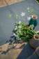 Preview: Vervaco-Kreuzstich-Stickdecke-Blumenflaum-PN-0196567