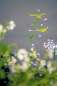 Preview: Vervaco-Kreuzstich-Stickdecke-Blumenflaum-PN-0196567